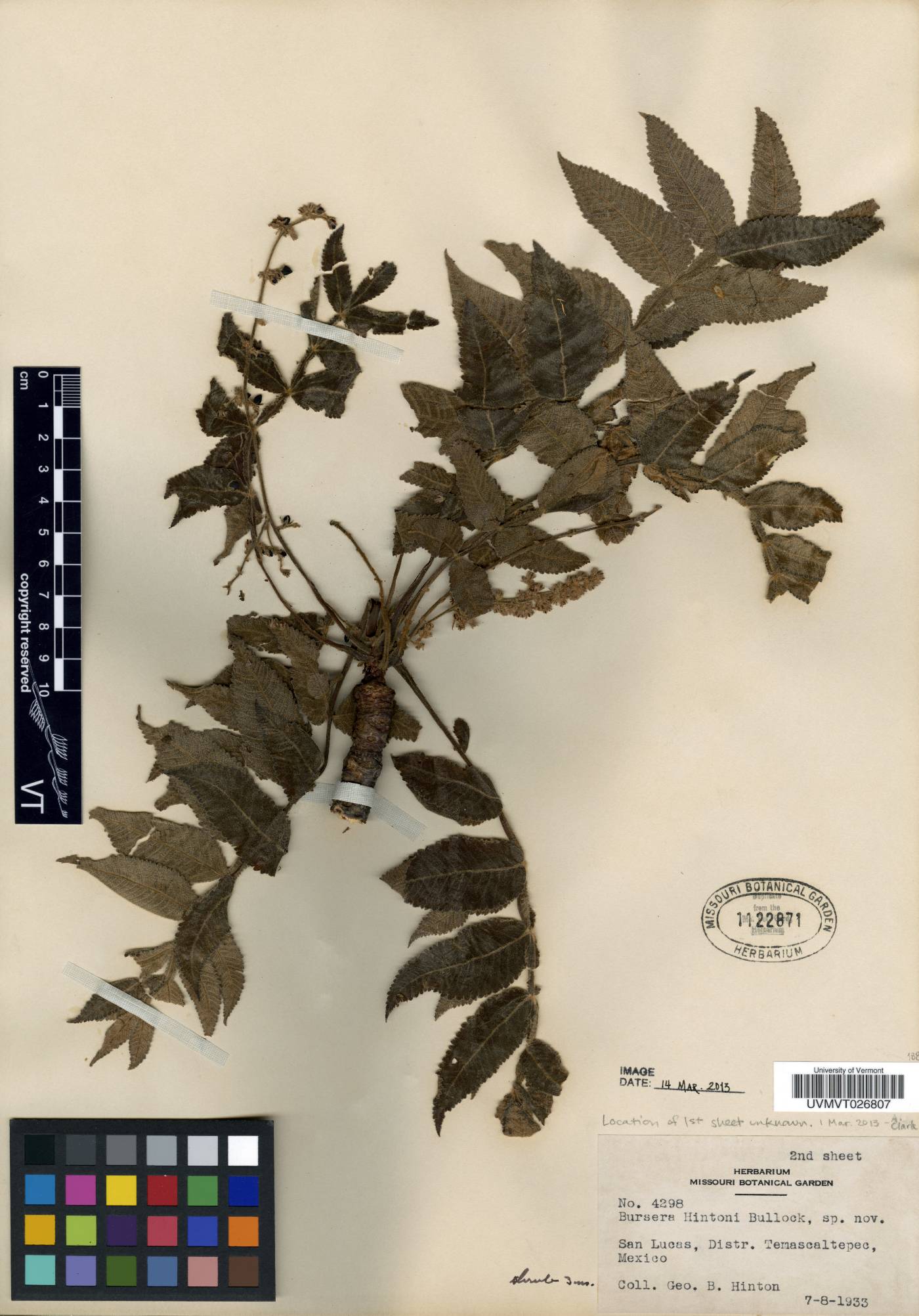 Bursera hintoni image