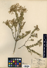 Mortonia diffusa image