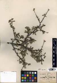Wimmeria microphylla image