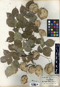 Staphylea pringlei image