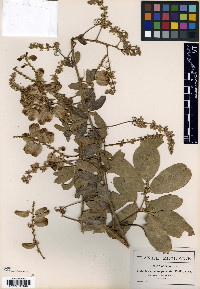 Serjania unguiculata image