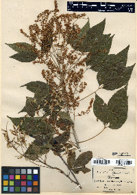 Thouinia acuminata image