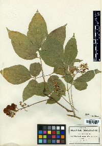 Urvillea biternata image