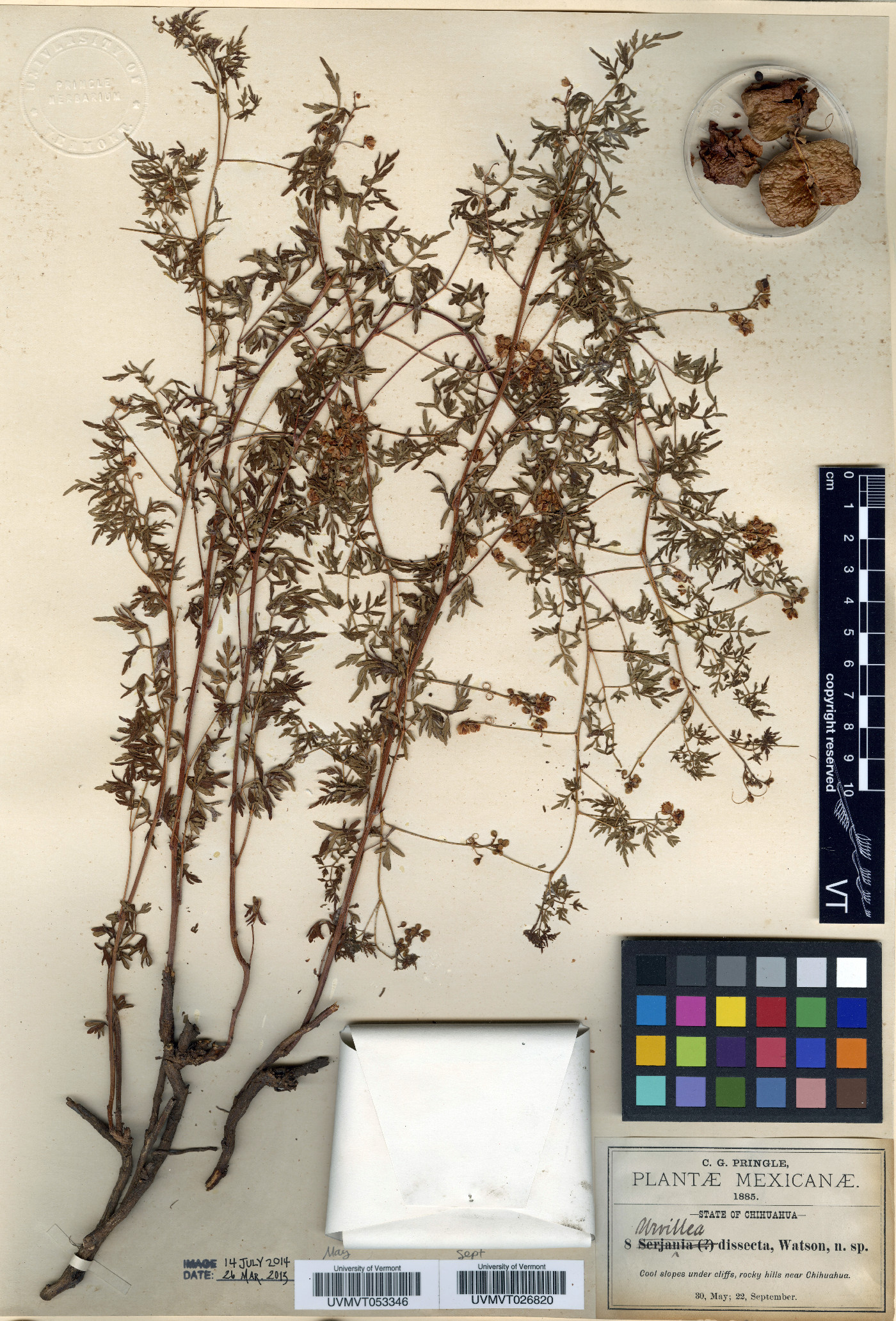 Urvillea dissecta image