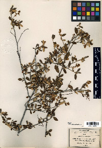 Ceanothus azureus image