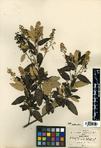 Ceanothus azureus image