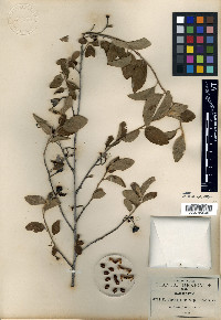 Colubrina megacarpa image