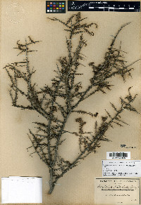 Condalia warnockii image