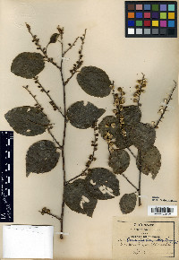 Gouania conzattii image
