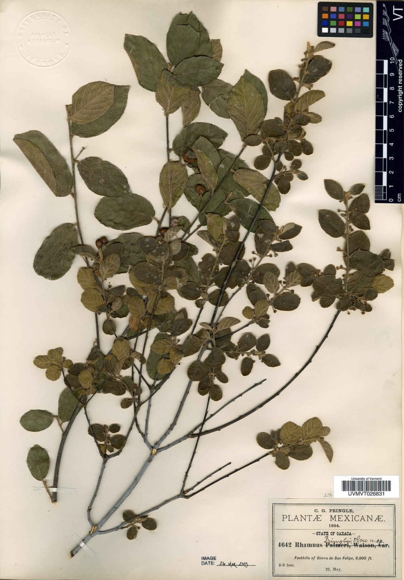 Rhamnus pringlei image