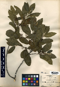 Frangula revoluta image