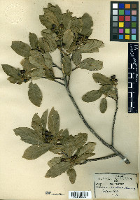 Frangula revoluta image