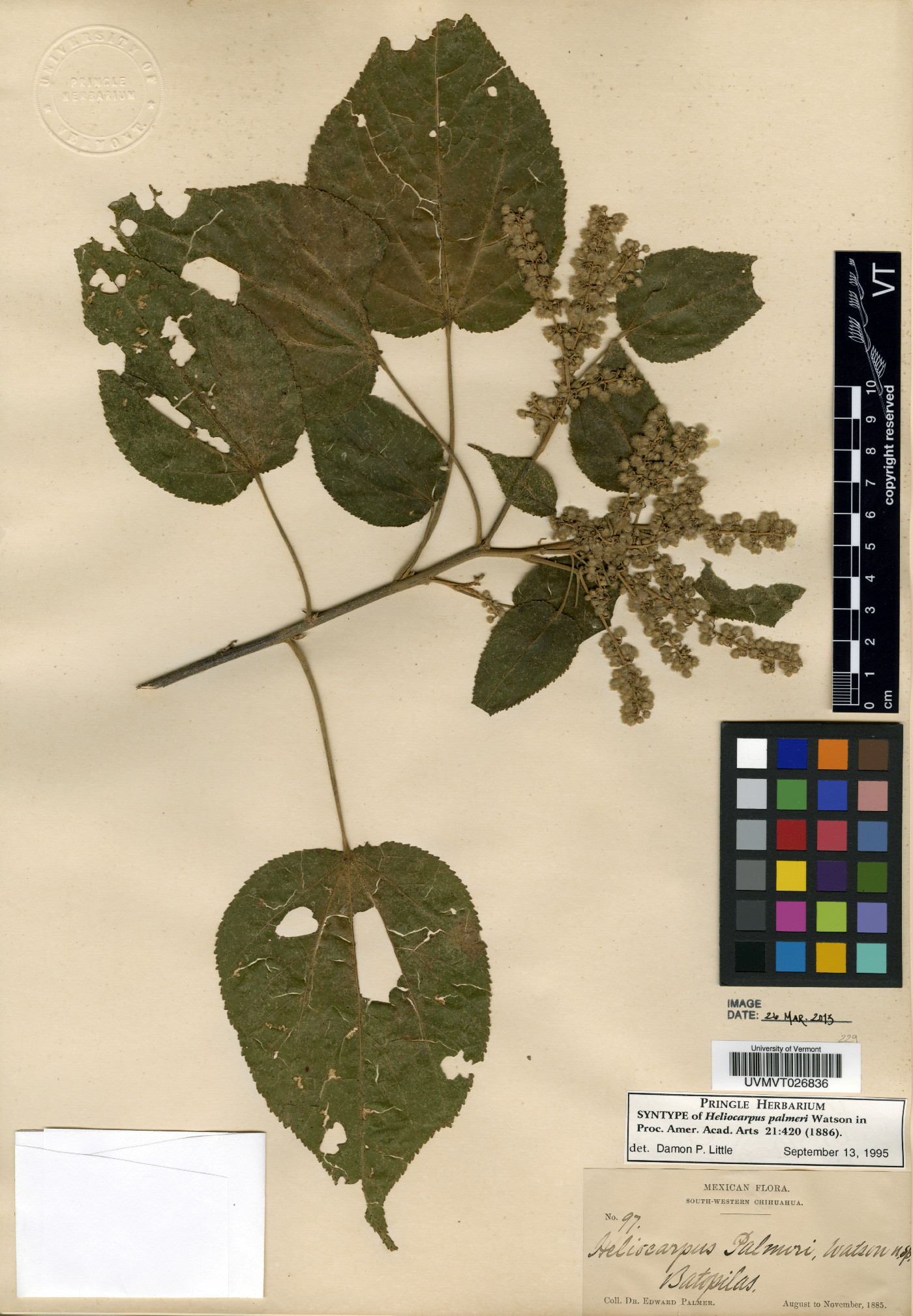 Heliocarpus palmeri image