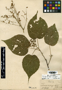 Heliocarpus palmeri image