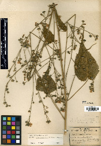 Anoda abutiloides image