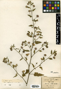 Gaya minutiflora image