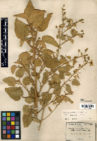 Horsfordia alata image