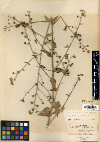 Kosteletzkya depressa image