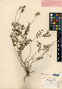 Astragalus robbinsii var. minor image
