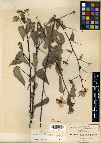 Pavonia oxyphylla var. oxyphylla image