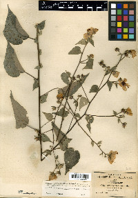 Pavonia oxyphylla var. melanommata image