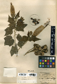 Pavonia candida image