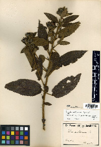 Pavonia schrankii image