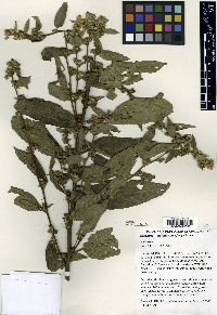 Sidastrum multiflorum image