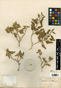 Sphaeralcea hastulata image