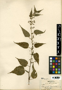 Ayenia glabra image