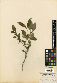 Stenandrium pedunculatum image