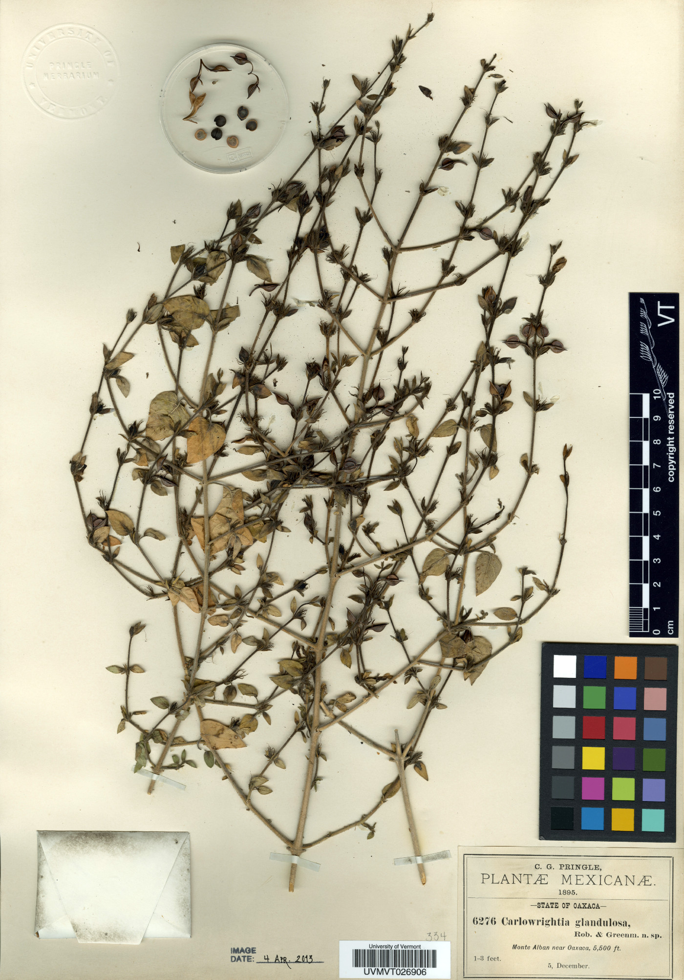 Carlowrightia glandulosa image