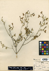 Carlowrightia pringlei image