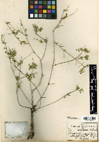 Carlowrightia serpyllifolia image