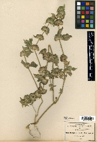 Dicliptera nervata image