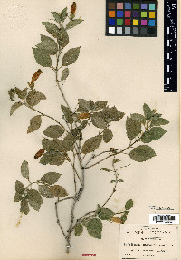 Ruellia fruticosa image