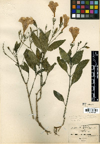 Ruellia simplex image