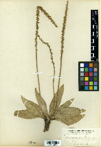 Plantago eriopoda image