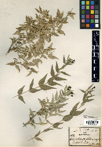Bouvardia gracilis image