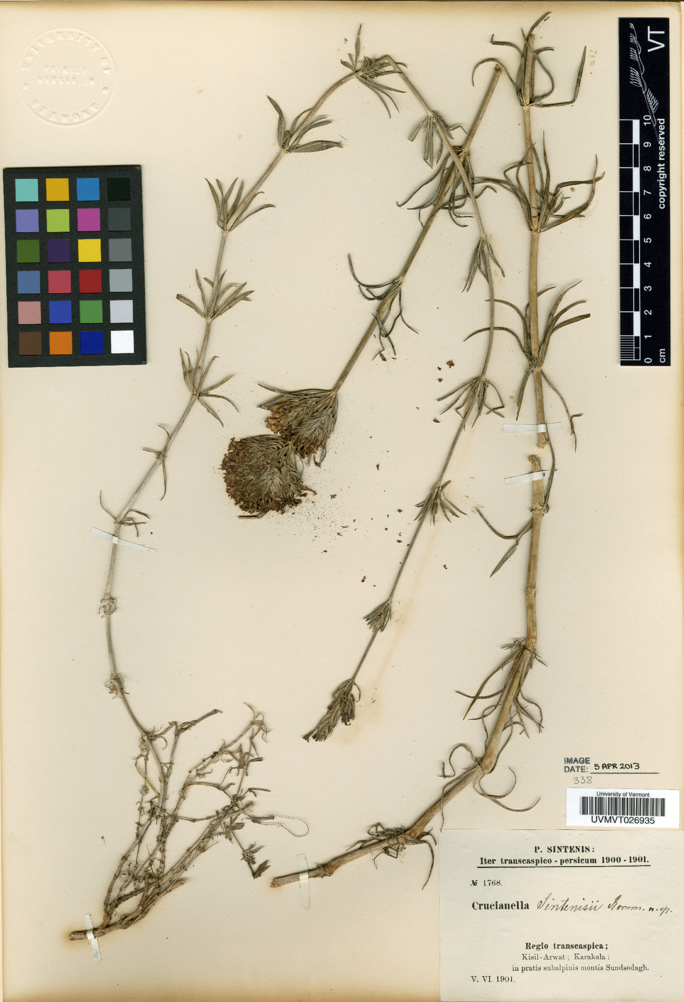 Crucianella sintenisii image