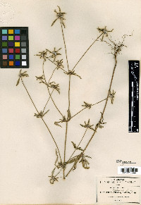 Crusea palmeri image