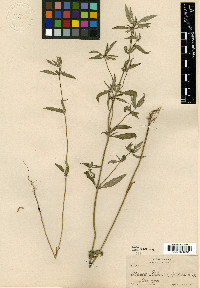 Crusea palmeri image