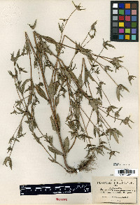 Crusea calcicola image