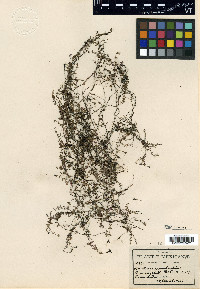 Houstonia umbratilis image