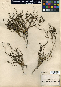Houstonia polypremoides image