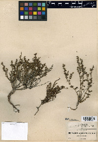 Houstonia polypremoides image