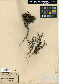 Houstonia polypremoides image