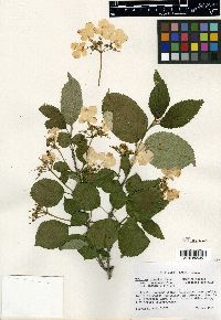 Viburnum plicatum image