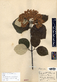 Viburnum microcarpum image