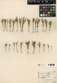 Schultesia guianensis image